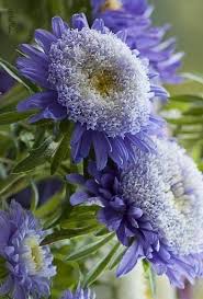 Pin By Natalia Olivera On Schone Und Zarte Blumen In 2020 Unusual Flowers Purple Flowers Flowers Photography