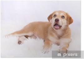 Maybe you would like to learn more about one of these? Little Cute Golden Retriever Puppy On White Carpet Poster Pixers We Live To Change