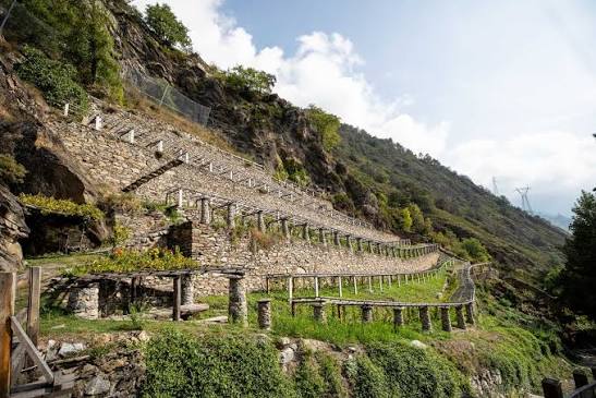 Vitigni coltivati in Valle d'Aosta