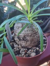 Image result for Ipomoea welwitschii