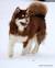 Long Haired Malamute Puppy
