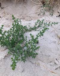 Image result for Salsola kali