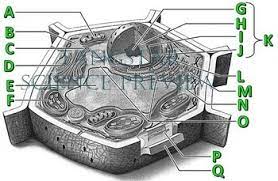 Lets molecules pass in and out c. Plant Cell Crossword With Diagram Printable Distance Learning Options