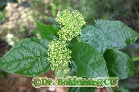 Image result for Premna velutina
