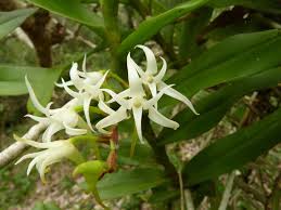 Image result for Cyrtorchis arcuata