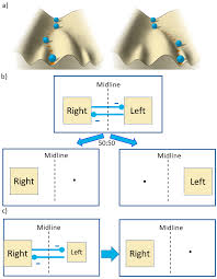 Cerebral Polymorphisms for Lateralisation: Modelling the Genetic and  Phenotypic Architectures of Multiple Functional Modules