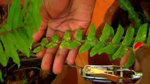 Image result for Lomariopsidaceae