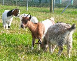 Mais quel merveilleux langage que tu as l'aisance de proliférer sur ces pages tel de musset qui s'envole vers sa george sans essse pour ses ébats diurnes autour de 69. Chevre Naine La Ferme De Beaumont Les Grands Mammiferes