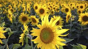 Die sonnenblumen gehören zu den beliebtesten und bekanntesten gartenblumen überhaupt. Sonnenblumen Saen Und Pflegen