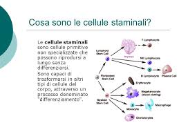 Le cellule staminali sono tra le cellule più speciali del corpo umano, sono alla base delle terapie sperimentali più promettenti e discusse degli ultimi. Cellule Staminali Ppt Scaricare