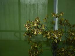 Image result for Graphorkis