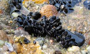 Image result for Paralytic Shellfish Poisoning