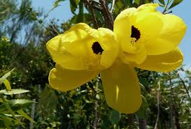 Image result for Bauhinia tomentosa