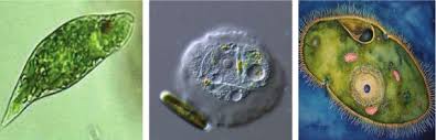 Protozoalar Nedir Kaca Ayrilir