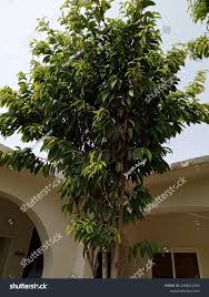 Image result for Picralima nitida