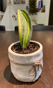 Variegated whale fin sansevieria grows best in medium to bright diffused light but will tolerate low light for extended periods (grows more slowly). Sansevieria Masoniana Whale Fin Variegated Gardening Plants On Carousell
