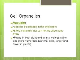 Do both plant and animal cells have cytoplasm. Lets Cellebrate The Cell Animal And Plant Cells