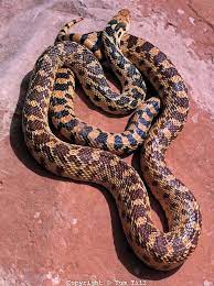 143 050 1492 1 A Tif Tom Till Pet Snake Snake Images Reptiles And Amphibians