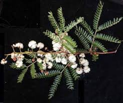 Image result for Fabaceae subfamily Mimosoideae