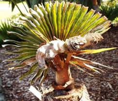 They require minimal maintenance and only need to be pruned when the soft, bright green foliage turns brown. Common Palm Tree Problems In South Florida Complete Guide