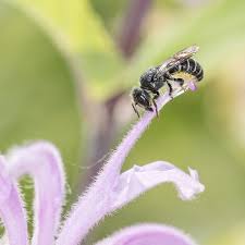 Image result for Hermbstaedtia