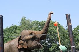 How Two Elephants Are Bringing Hope To Elephants Worldwide Keystone Species Species Elephant