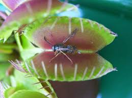 I have kept venus flytraps (dionaea muscipula) in the greenhouse for three years now, as, in conjunction with pitcher plants (sarracenia), they seem a far more effective control for flying inescts. Potted Insectivorous Plant Seeds Dionaea Muscipula Giant Clip Venus Flytrap Seeds 50pcs Bag Cordyceps Bag Mickey Bag Footballbag Mould Aliexpress