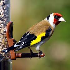 Oiseau A Tete Rouge Et Ailes Jaunes Race D Oiseau Exotique Jitep Chardonneret Chardonneret Elegant Oiseaux
