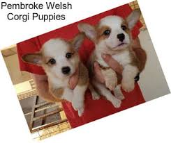 Find the perfect corgi puppy for sale in texas at next day pets. Pembroke Welsh Corgi Dogs For Sale In Texas Agriseek Com