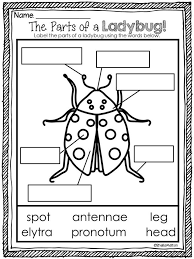 Life Cycle Of A Ladybug Ladybug Life Cycle Ladybugs Kindergarten Ladybug