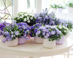 Choisissez parmi des contenus premium plantes vertes intérieur de la plus haute qualité. Petite Plante Fleurie D Interieur L Atelier Des Fleurs Plants Indoor Plants Campanula Flowers