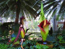 Corpse Flower Dc Best Flower Wallpaper