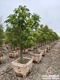 Image result for Brachychiton