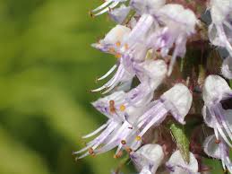 Image result for Platostoma sp. no. 2