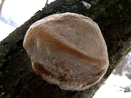 Image result for Phellinus pomaceus