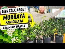 Image result for Murraya paniculata