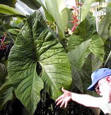 Image result for Pilea johnstonii