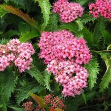 Image result for Spiraea x bumalda ´Crispa