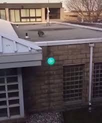 Making His Way In The World Today Music Indieartist Chicago Raccoon Best Funny Pictures How To Apply