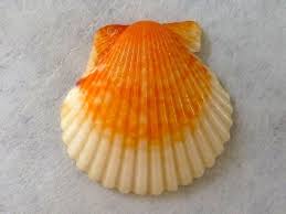 Calico Scallop Color Name Game En 2020 Conchas Caracoles Texturas