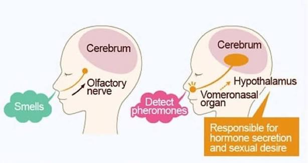 The limbic brain — the subconscious smell pathway
