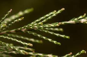 Image result for Passerina montana