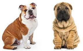 Whatever you need, whatever you want, whatever you desire, we provide. Why The Bull Pei Is An Excellent Pet For You