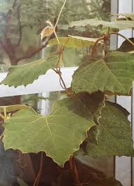 Image result for Rhoicissus tomentosa