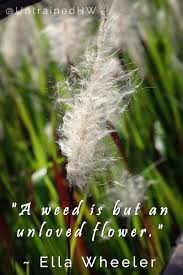 'a weed is but an unloved flower.', steve maraboli: Weed Flower Quotes Inspirational Quotes Quotesgram