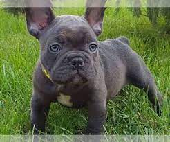 Adorable blue fawn french bulldog female puppy with blue eyes is available! View Ad French Bulldog Puppy For Sale Near New York New York Usa Adn 143452