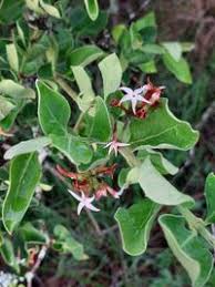 Image result for Carissa spinarum