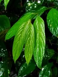 Image result for Lasianthus