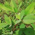 Image result for Polhillides