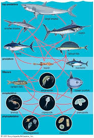 Trophic Pyramid Definition Examples Marine Ecosystem Marine Biology Biomes